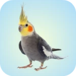 Logo of Cockatiel Sounds android Application 